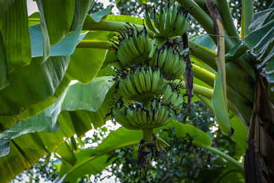 Close-up of banana tree