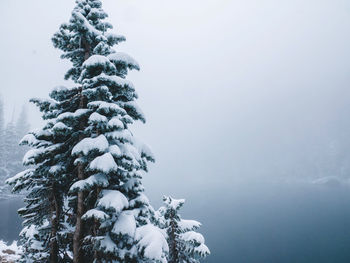 Snow covered pine tree against sky