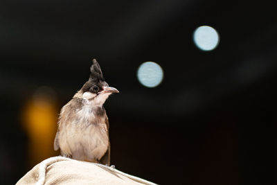 Close-up of bird perching