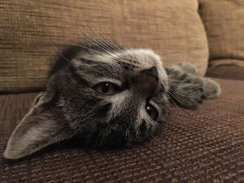 Close-up portrait of cat resting on sofa at home