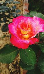 Close-up of pink rose blooming outdoors