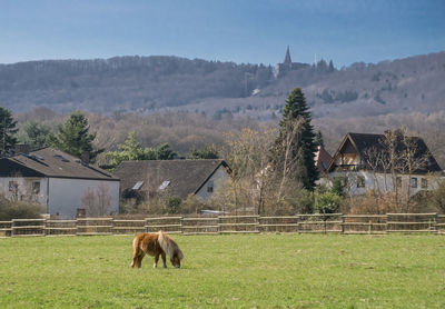 Horses on field against sky