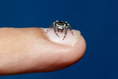 Close-up of an insect on hand against a blue background