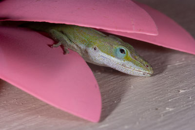 Close-up of a lizard