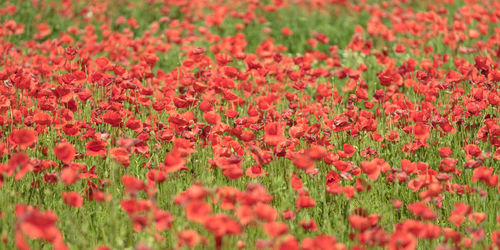 Close-up of red flowering plants on field