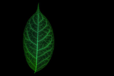 Close-up of green leaf against black background