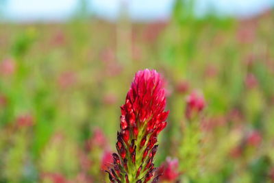 Close-up of red flowering plant on field