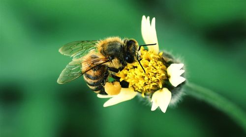 Close-up of bee pollinating a yellow flower