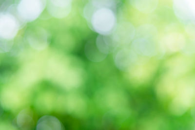 Defocused image of plant