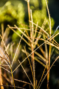 Close-up of cactus growing outdoors