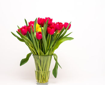 Close-up of flower against white background