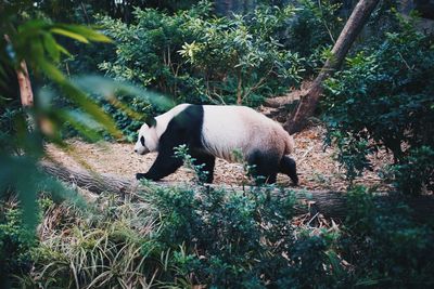 Side view of horse on field in forest