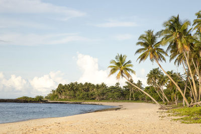 Wide sandy beach, with blue waters and leaning palm trees, samoa