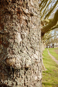 Close-up of tree trunk