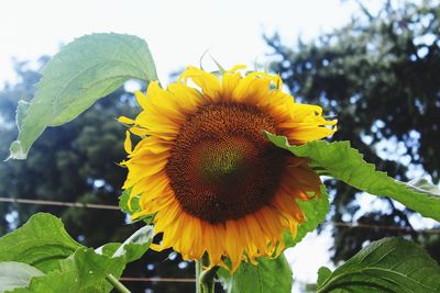 Close-up of sunflower on plant