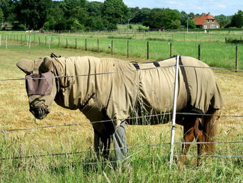 Horse grazing on field