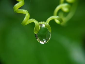 Close-up of dew drop on leaf