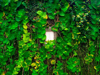 Close-up of ivy growing on tree