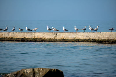Flock of birds perching on lake against blue sky
