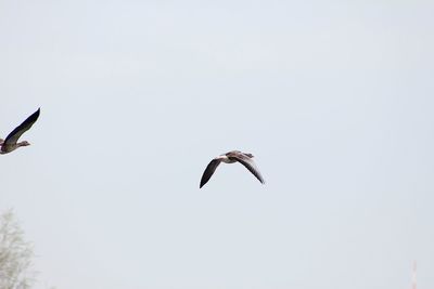 Low angle view of birds flying against clear sky