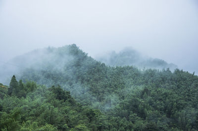 Trees in forest during foggy weather