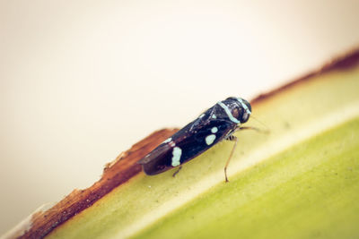 Close-up of insect on leaf