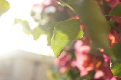 Close-up of pink flowering plant