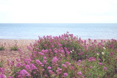 Pink flowering plants by sea against sky