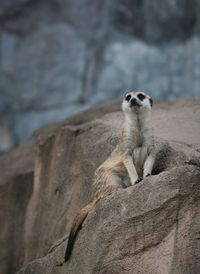 View of a meerkat sitting on rock