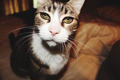 Close-up portrait of cat