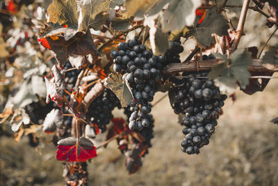 Close-up of ripe grapes growing on vine tree