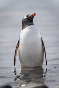 Gentoo penguin stands lifting beak in shallows