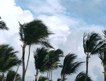 Low angle view of palm trees against sky