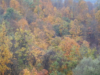 Trees in forest during autumn