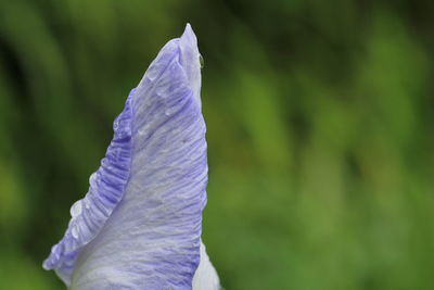 Close-up of purple flowering plant