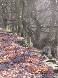 Autumn leaves in forest