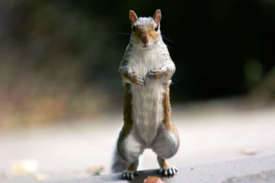 Close-up of a squirrel looking at camera