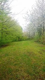 Scenic view of field in forest against sky