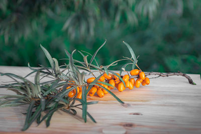 A seabuckthorn branch on a table on greeen background