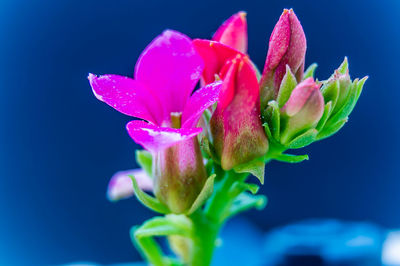Close-up of pink rose flower