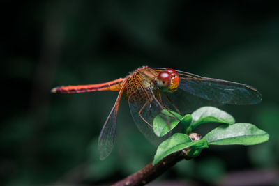 Close-up of insect on flower