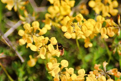 Close-up of bee on yellow flower