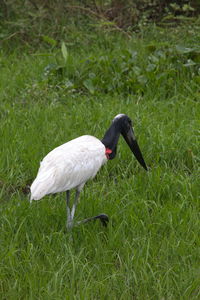 Side view of a bird on grass