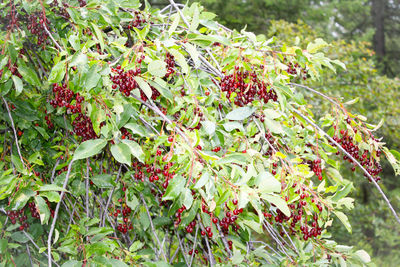 Close-up of flowers