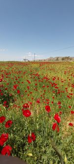 Red poppy flowers growing on field against sky