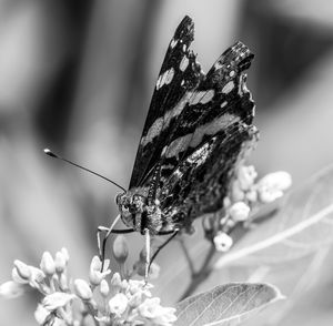 Close-up of butterfly perching on flower