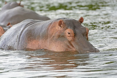 Hippo in the victoria nile in uganda