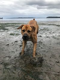 Dog on beach against sky