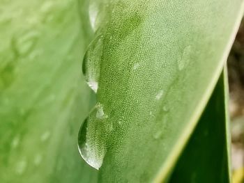 Close-up of wet leaf