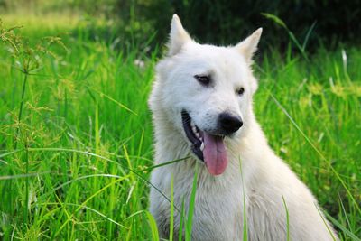 Close-up of dog sticking out tongue on field